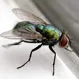 How Do I Get Rid of Flies in My House?